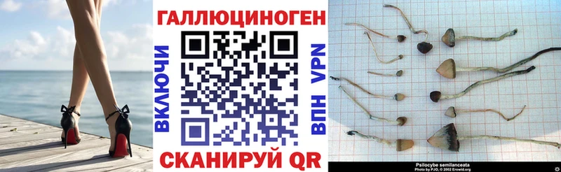 Купить закладки  Горячеводский  Псилоцибиновые грибы Cubensis 